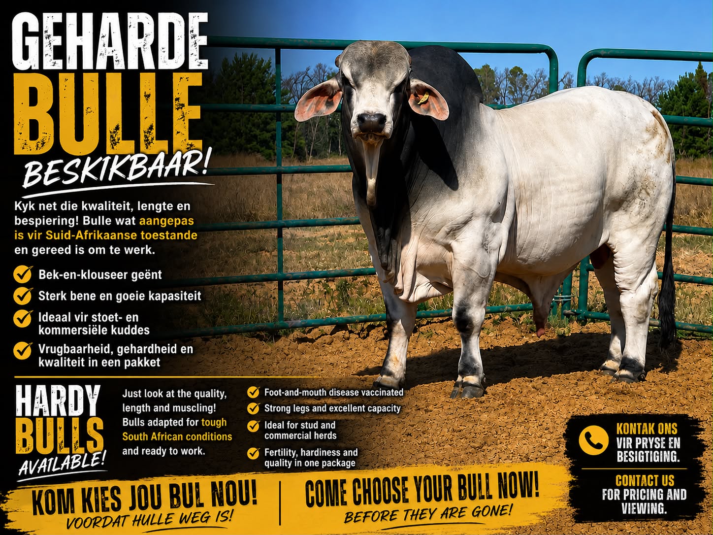 Brahman Bull — Riverside Ranch